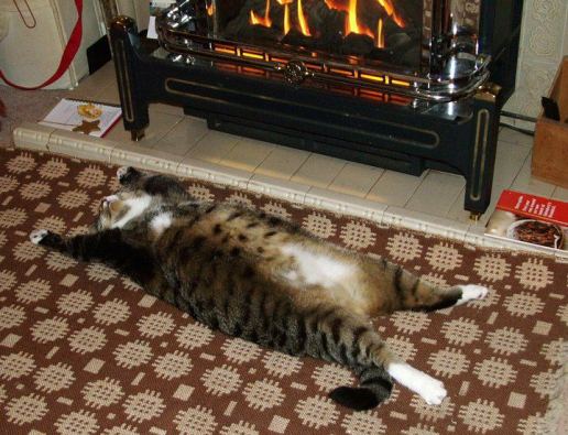 n69bs-cat-laying-funny-fireplace