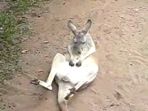 kangaroo