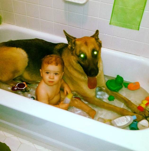 w630_Laser-Dog-in-Bath-Tub-1374865541-2