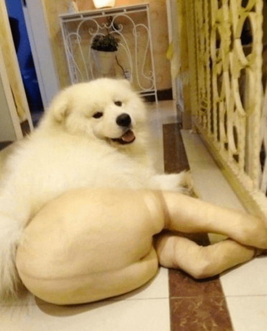 the-best-funny-pictures-Dogs-in-Pantyhose-1