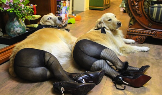 the-best-funny-pictures-Dogs-in-Pantyhose-2